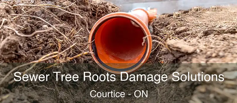  Sewer Tree Roots Damage Solutions Courtice - ON